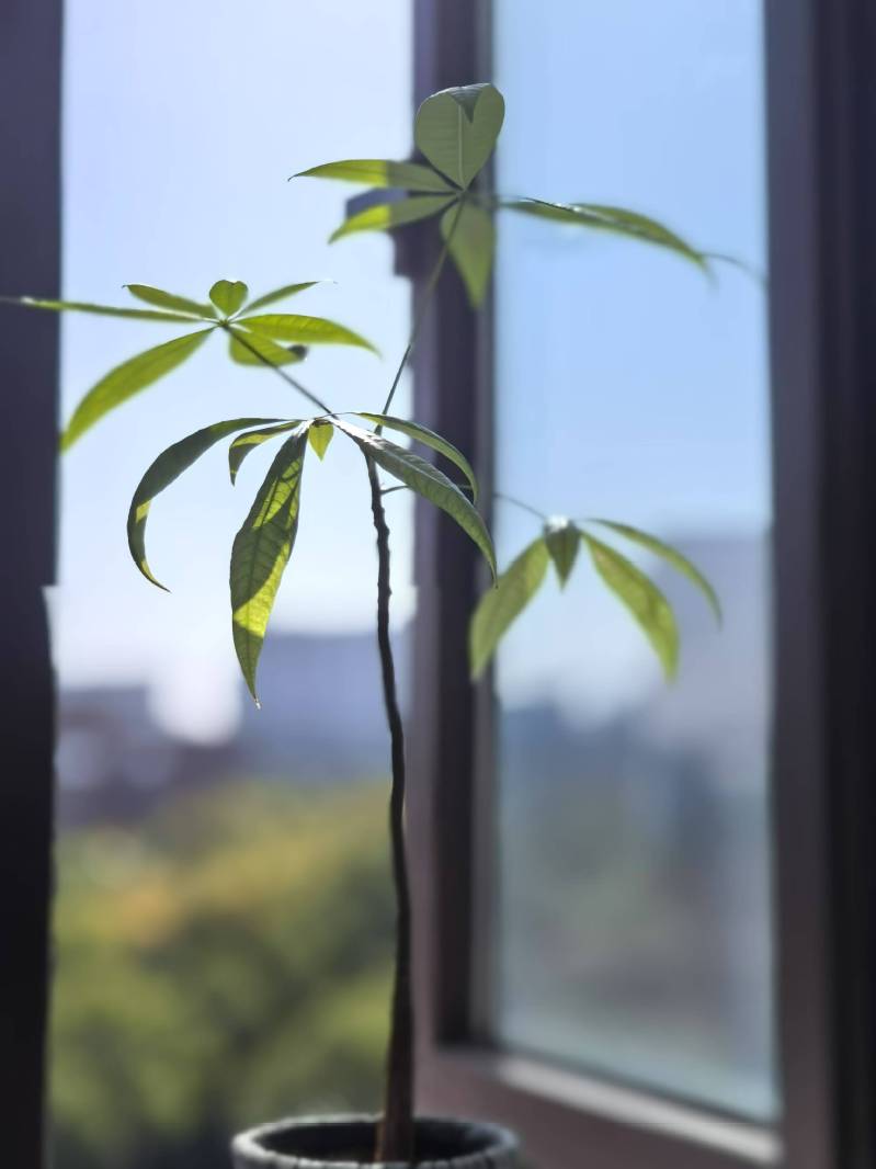 玩球直播欧洲杯